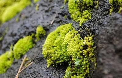 苔藓和地衣有什么不同？四个步骤来区分 