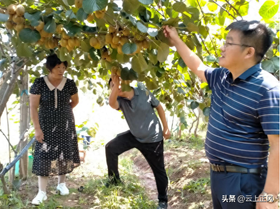 西峡县阳城镇：“黄金”产业猕猴桃喜获丰收