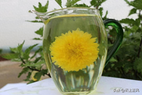 年货新宠：“郦邑贡菊”冲出内乡 畅销全国