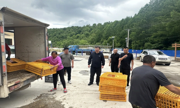 长白县法院:以司法之力守护美丽乡村,送雏鸡入产助力产业振兴 长白县法院:以司法之力守护美丽乡村,送雏鸡入产助力产业振兴