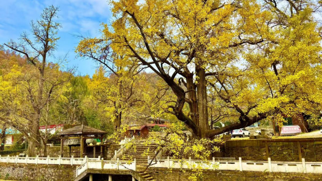 西峡银树沟：千年银杏铺金毯 和美乡村启新程