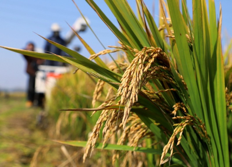 汉韵润稻香 源起正丰米——南水北调源头的千年农耕传承与生态新篇