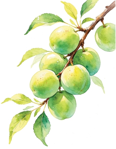 小鲜藏至味 苦夏始清补